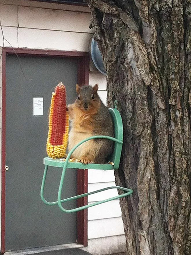 A squirrel sits on a small green chair attached to a tree, nibbling on an ear of corn. A building with a closed door is in the background.