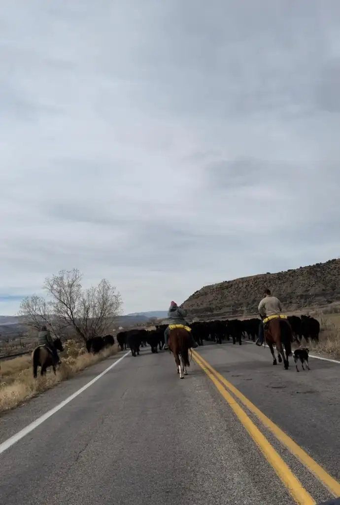 Three people on horseback guide a herd of cattle down a rural road. A dog runs alongside, and the surrounding landscape is hilly and open with sparse vegetation. The sky is overcast.