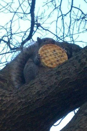 A squirrel sitting on a tree branch is holding a large waffle in its paws. The branches above are bare, indicating a winter setting. The sky in the background is overcast, adding a bluish tint to the scene.