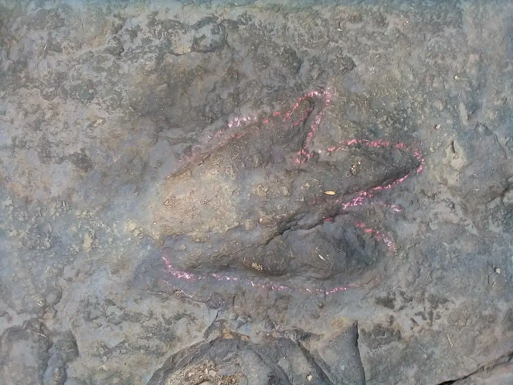 Petroglyph of a fish etched into a rough, gray rock surface, outlined with faint red pigment. The rock's texture is uneven and rugged, with shades of light and dark gray.