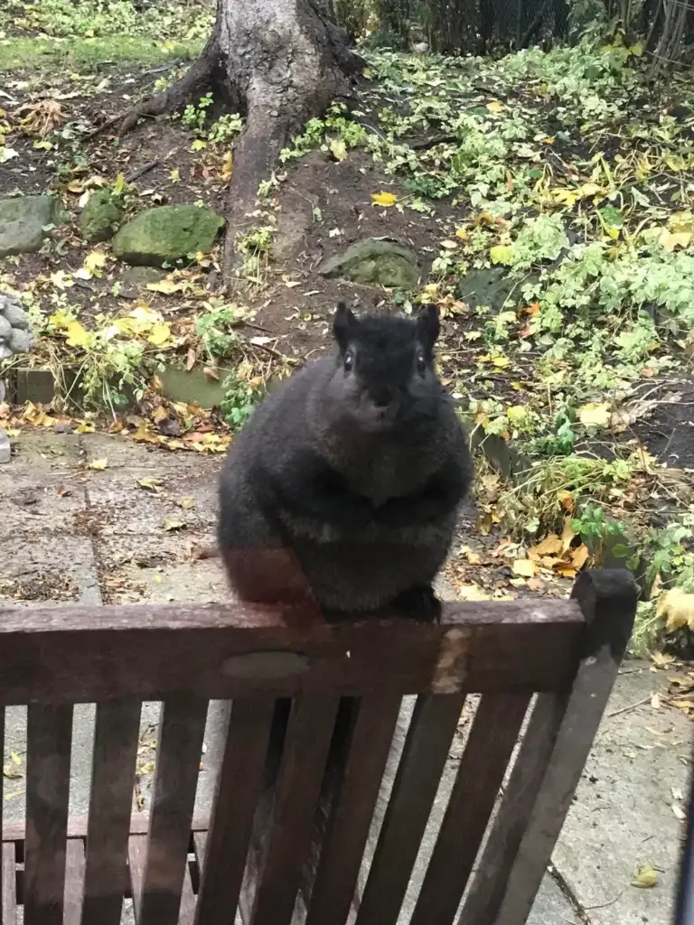 A black squirrel is perched on the back of a wooden chair, looking directly at the camera. The background includes a garden with fallen leaves and greenery.