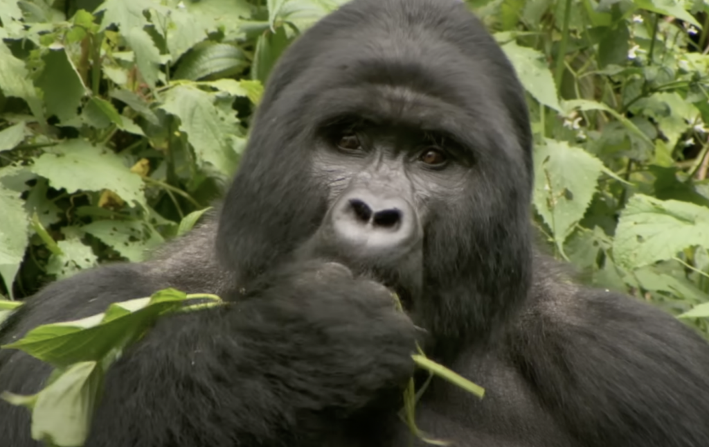 A gorilla is sitting among dense green foliage, holding and eating leaves. Its dark eyes gaze forward, and its thick, black fur contrasts with the vibrant greenery surrounding it.