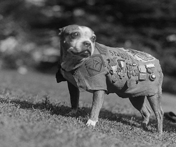 A black and white photo of a dog wearing a vest adorned with various military patches and medals, standing on grass. The dog looks to the side with an alert expression.