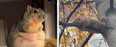 Left image shows a chubby squirrel sitting upright indoors, paws folded, with a contemplative look. Right image shows a squirrel lying flat on a tree branch outside, surrounded by autumn leaves, appearing relaxed.