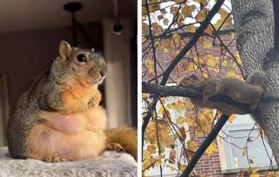 Left image shows a chubby squirrel sitting upright indoors, paws folded, with a contemplative look. Right image shows a squirrel lying flat on a tree branch outside, surrounded by autumn leaves, appearing relaxed.