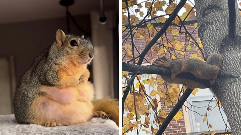 Left image shows a chubby squirrel sitting upright indoors, paws folded, with a contemplative look. Right image shows a squirrel lying flat on a tree branch outside, surrounded by autumn leaves, appearing relaxed.