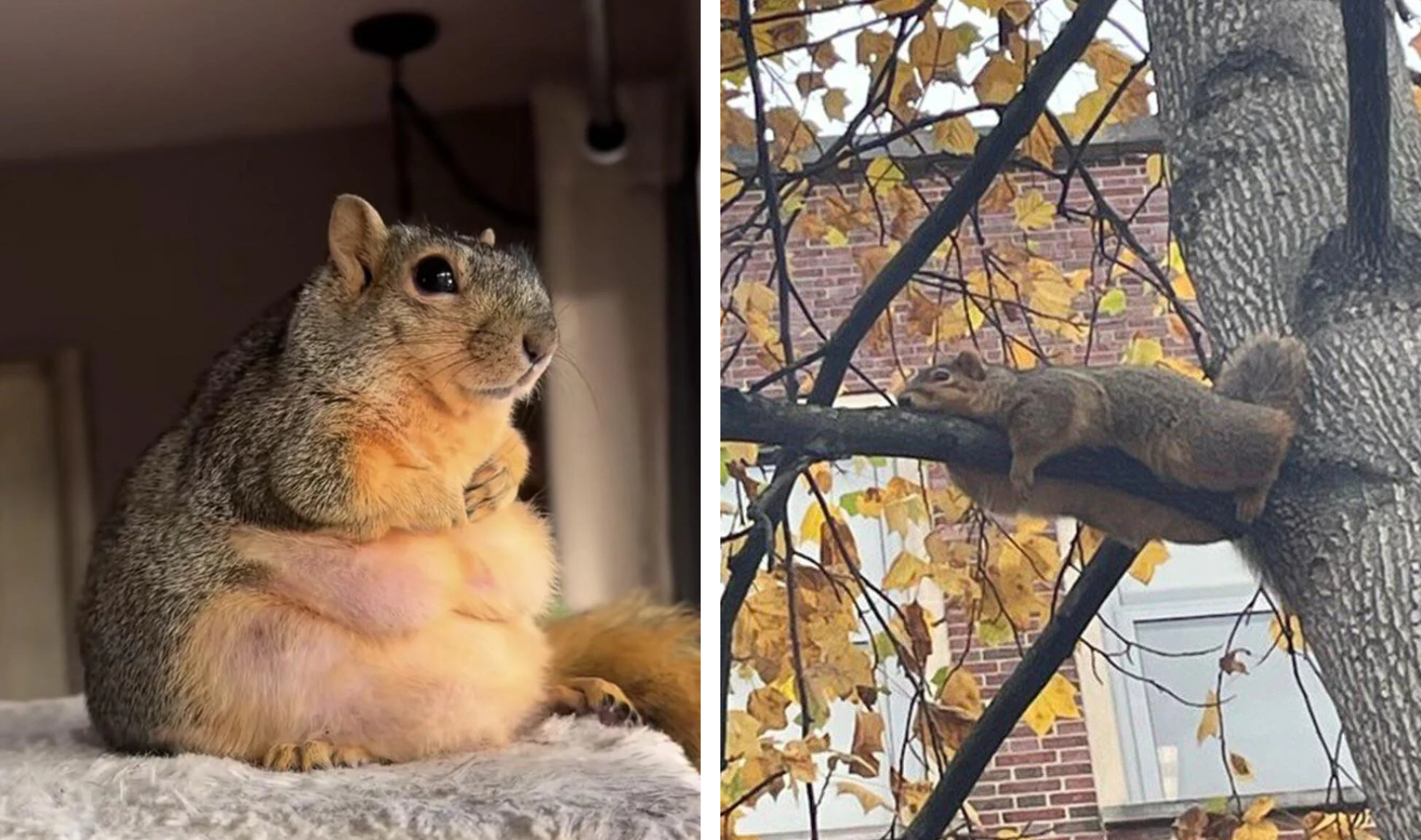 Left image shows a chubby squirrel sitting upright indoors, paws folded, with a contemplative look. Right image shows a squirrel lying flat on a tree branch outside, surrounded by autumn leaves, appearing relaxed.