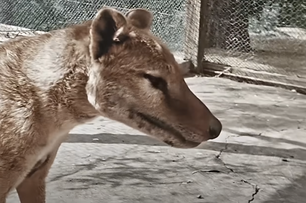 A Tasmanian tiger, or thylacine, with distinctive striped fur, stands in an enclosure. The background shows a wire fence and a concrete surface.