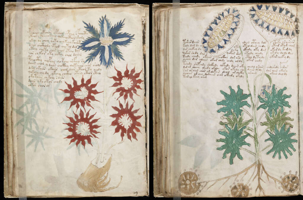 Two pages from an ancient manuscript feature detailed illustrations of unusual plants. The left page shows a large blue flower and red star-shaped flowers. The right page depicts blue and white layered flowers. Handwritten text in an unknown script accompanies each page.