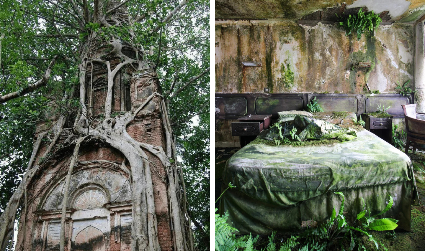 Left: An old brick tower entwined with thick tree roots reaching skyward. Right: An abandoned room with a bed covered in moss and ferns, surrounded by decaying walls and a green-tinged ceiling.