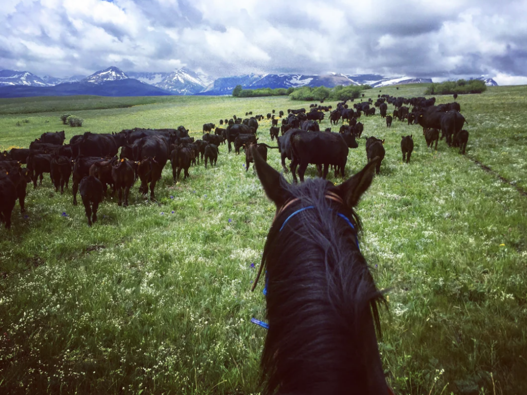 A view from behind a horse of a large herd of black cattle grazing in a lush green meadow. Snow-capped mountains and cloudy skies are visible in the background. The scene suggests open-range ranching in a mountainous region.