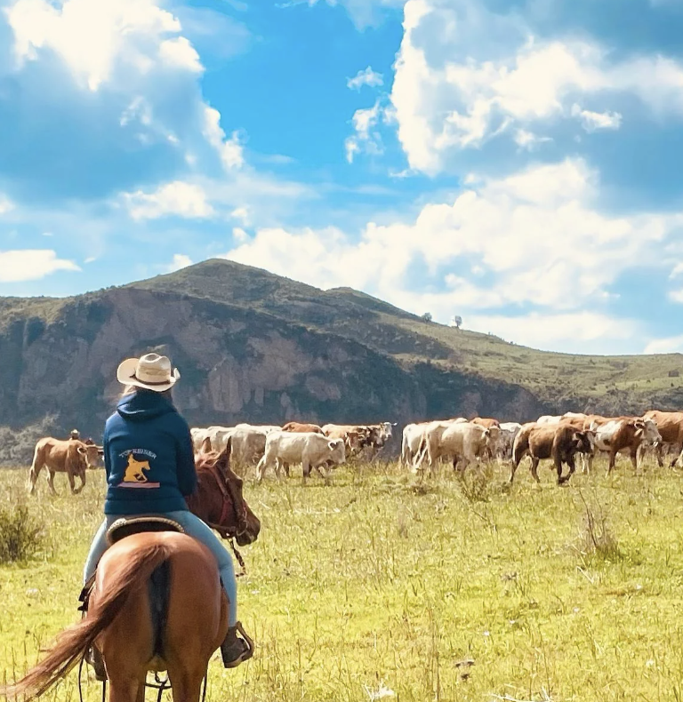 A person wearing a cowboy hat and a blue hoodie rides a horse, observing a herd of cattle in a grassy field. The landscape features rolling hills and a partly cloudy sky in the background.