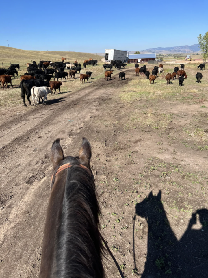 View from horseback of a cattle herd moving along a dirt path toward a truck in an open field. The shadow of a rider and horse is visible on the ground, with hills and a blue sky in the background.