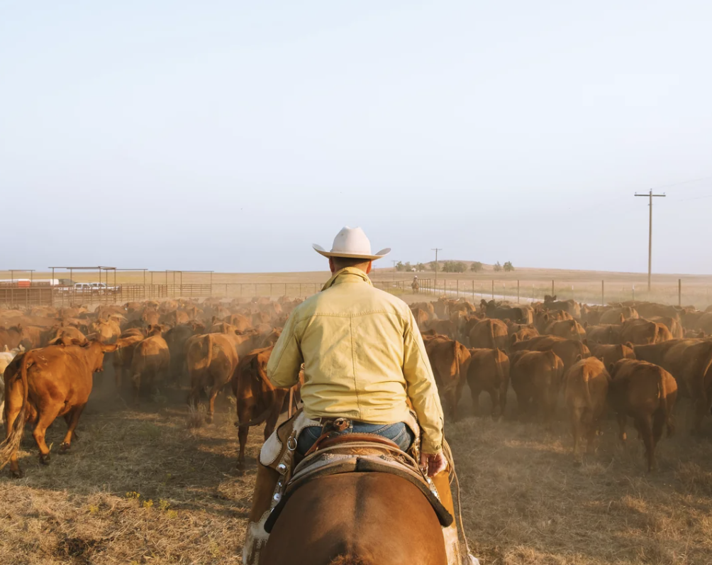 A person in a yellow shirt and cowboy hat rides a horse, herding a group of brown cattle across a dusty field under a clear sky.