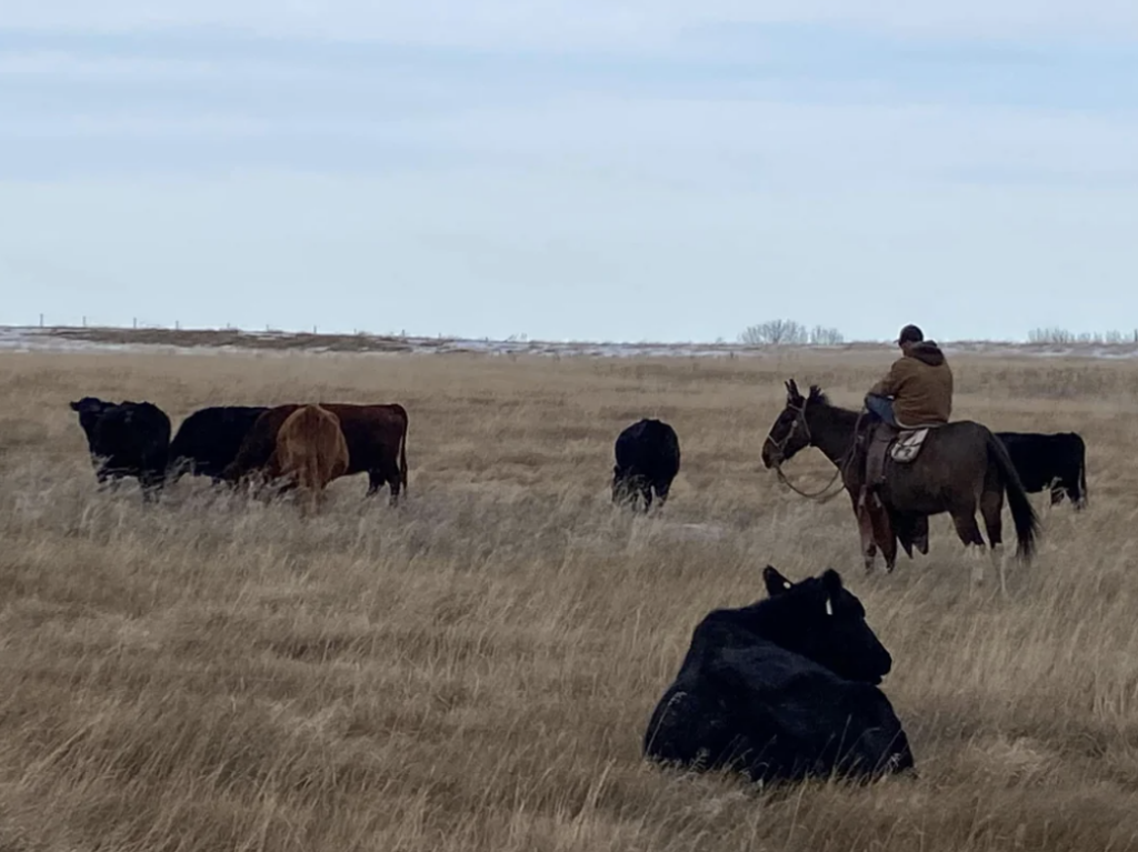 A person on horseback tends to a group of cattle in an open field, with dry grass surrounding them. The sky is cloudy, and snow patches are visible in the distance.