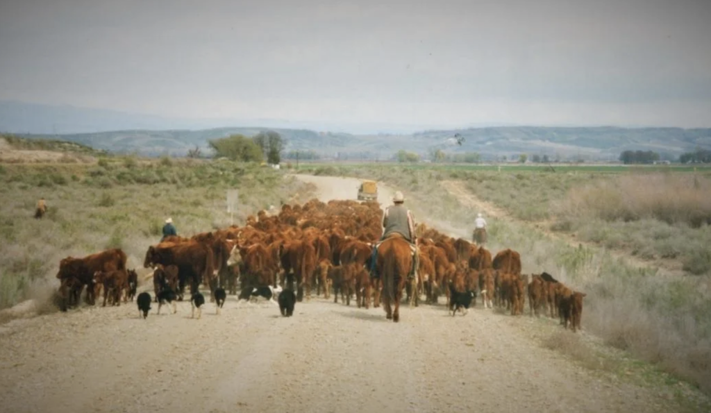 A cowboy on horseback herds cattle down a dirt road with two other cowboys and several dogs. The scene is surrounded by grassy fields and distant hills under a cloudy sky.