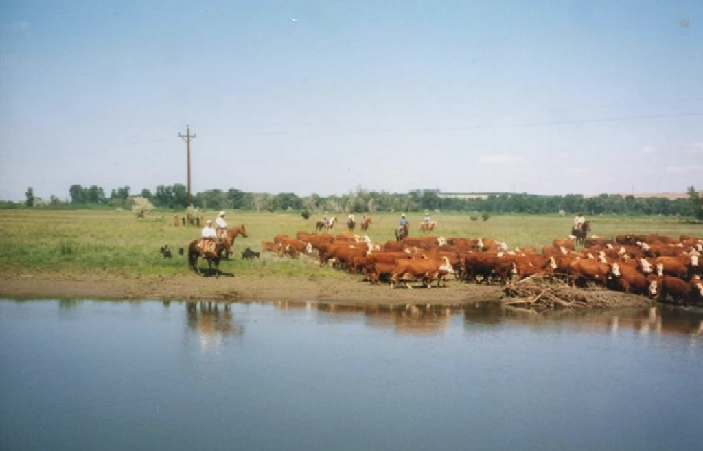 A wide landscape shows cowboys on horses herding a large group of brown cattle near a calm river. The scene is set in an open, grassy field under a clear blue sky.