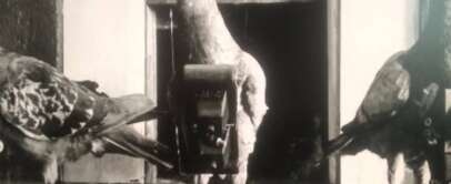 Black and white photo of three pigeons. The central pigeon is equipped with a small camera strapped to its body. The other two pigeons stand nearby, facing different directions. The background appears to be a wooden structure.