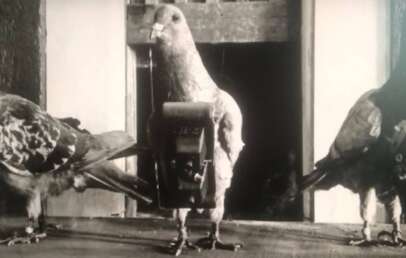 Black and white photo of three pigeons. The central pigeon is equipped with a small camera strapped to its body. The other two pigeons stand nearby, facing different directions. The background appears to be a wooden structure.