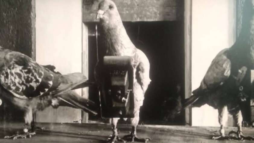 Black and white photo of three pigeons. The central pigeon is equipped with a small camera strapped to its body. The other two pigeons stand nearby, facing different directions. The background appears to be a wooden structure.