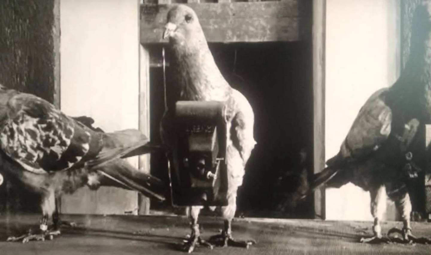 Black and white photo of three pigeons. The central pigeon is equipped with a small camera strapped to its body. The other two pigeons stand nearby, facing different directions. The background appears to be a wooden structure.