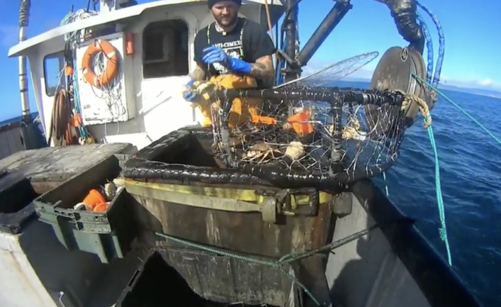 A fisherman wearing gloves stands on a boat holding a crab over a pot filled with crabs. The boat has life rings attached, and the sea is visible in the background under a clear blue sky.