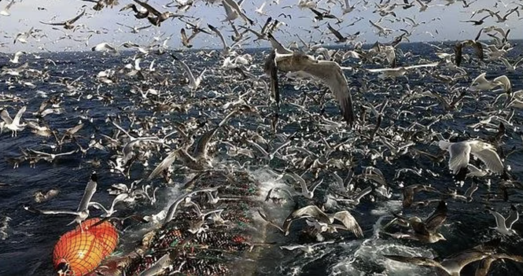 A large flock of seagulls flies over the ocean near a fishing trawler with nets in the water. The scene is filled with birds swooping and diving, and the choppy sea stretches to the horizon under a clear sky.