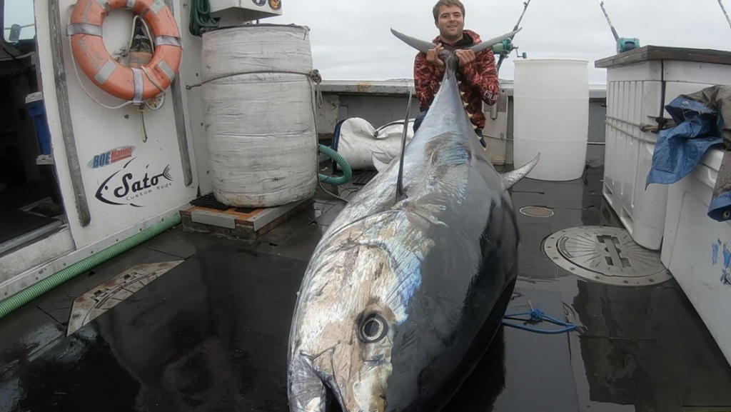 A person on a boat holding a large fish, likely a tuna, laying on the deck. Various equipment and a lifebuoy are visible on the boat. The sky appears overcast.