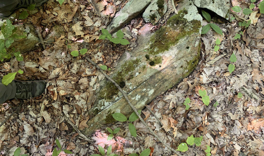 A forest floor covered with dry leaves, small green plants, and a large moss-covered rock. A person's foot in a hiking boot is partially visible on the left side of the image.