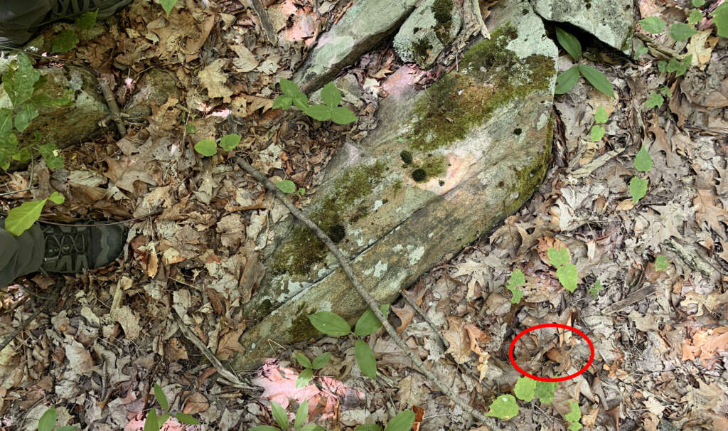 Forest floor with fallen leaves, small green plants, and a large moss-covered rock. A boot is partly visible on the left. A red circle highlights a camouflaged, coiled snake blending into the surroundings.