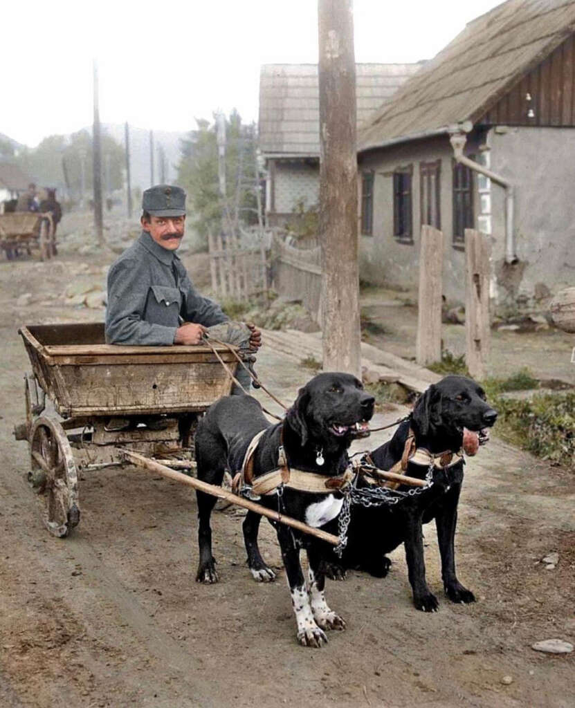 A man in a gray uniform sits in a small wooden cart pulled by two large black dogs. The scene is on a dirt road in a rural area with wooden houses visible in the background. The dogs are harnessed and appear alert.