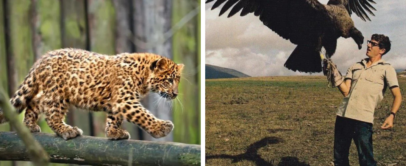 Left side: A leopard cub walking on a tree branch in a forest. Right side: A person holding a large bird of prey on their gloved hand in an open field.