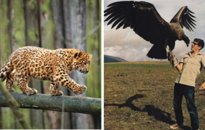 Left side: A leopard cub walking on a tree branch in a forest. Right side: A person holding a large bird of prey on their gloved hand in an open field.