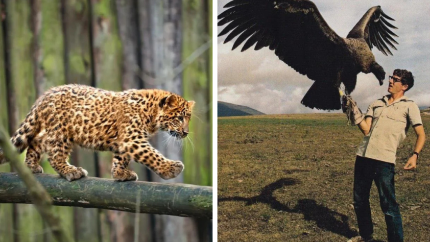 Left side: A leopard cub walking on a tree branch in a forest. Right side: A person holding a large bird of prey on their gloved hand in an open field.