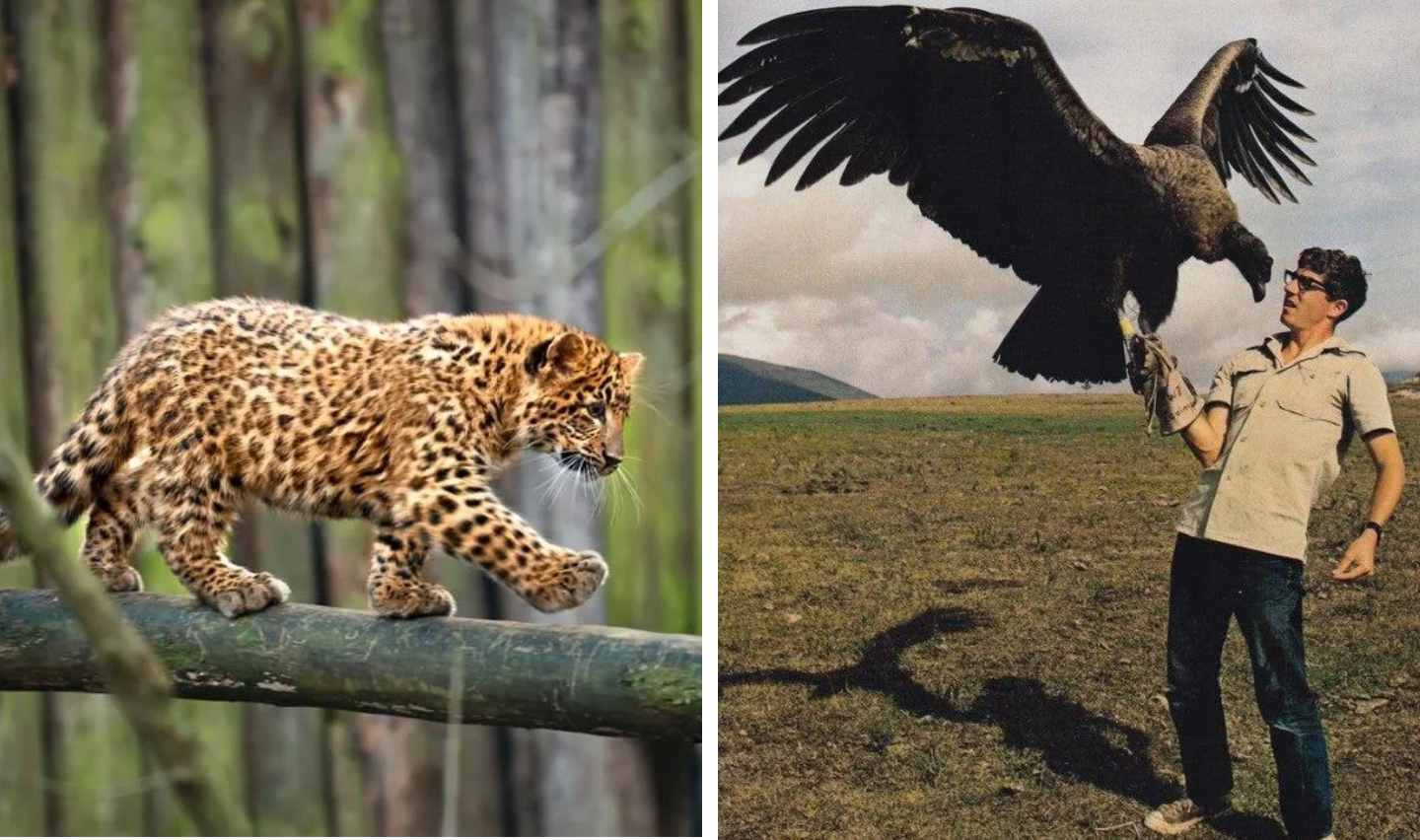 Left side: A leopard cub walking on a tree branch in a forest. Right side: A person holding a large bird of prey on their gloved hand in an open field.