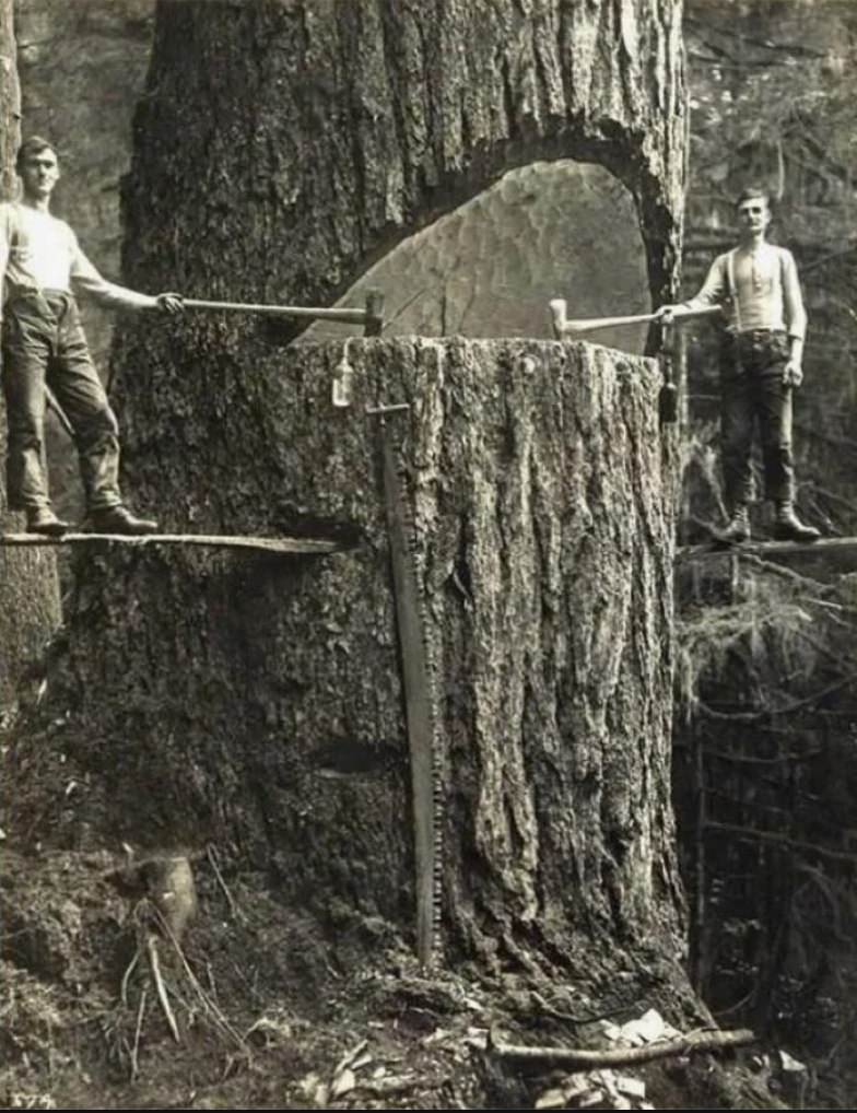 Two lumberjacks stand on wooden planks inserted into a massive tree trunk. They hold large saws, and a portion of the trunk has been cut out. The scene is set in a dense forest, depicting early logging methods.