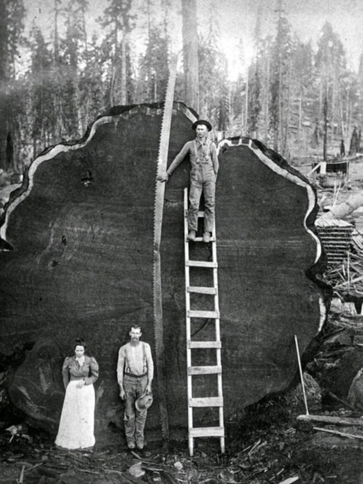 A vintage photo shows two men and a woman standing beside a giant tree stump. One man stands on a ladder holding a long saw, while the other man and woman stand on the ground. The backdrop is a forested area.