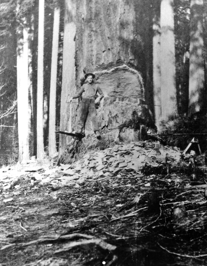 A historic black-and-white photo shows a lumberjack standing in front of a large, partially cut tree. He is on a pile of wood chips, holding an axe. Tall trees are visible in the background, indicating a dense forest setting.