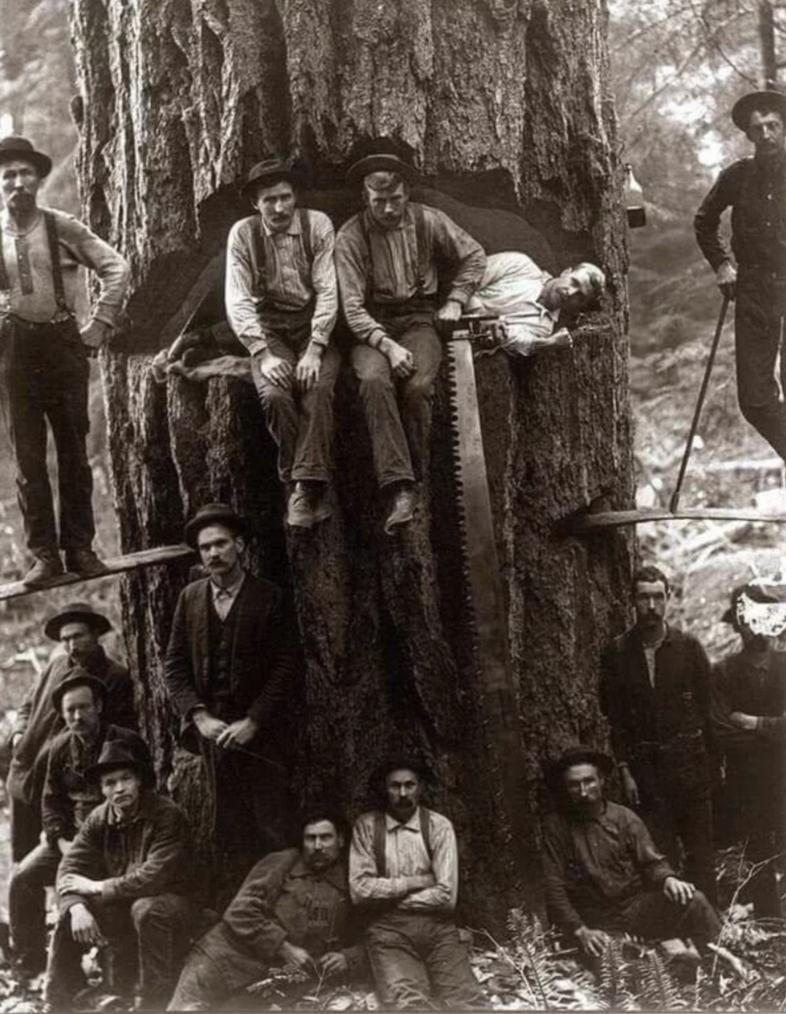 A group of lumberjacks pose with a large tree in a forest. Some are sitting or standing on platforms attached to the tree, while others are gathered below. They hold a large saw, and the scene has a vintage, sepia tone.