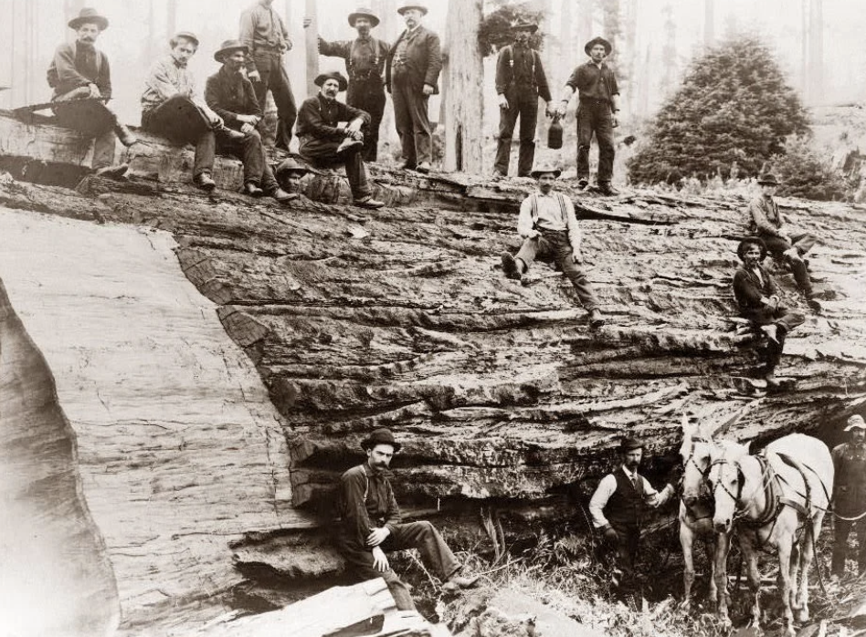 A vintage photo showing a group of men posing on a large fallen tree trunk in a forest. Some are seated while others stand, and two horses are visible near the bottom right. The men wear hats and period clothing, surrounded by tall trees.