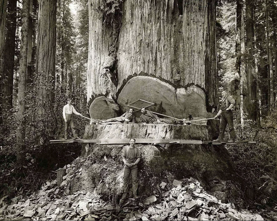 Four men with hand saws and axes stand on a giant fallen redwood, demonstrating logging. Another man stands in front of the tree's massive trunk. Wood chips litter the ground, and tall trees rise in the background.