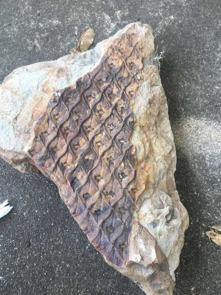 A large, irregularly shaped rock with a textured pattern resembling a tire tread on one side. It rests on a concrete surface, with some small debris scattered nearby. The rock's surface varies in color from gray to rusty brown.