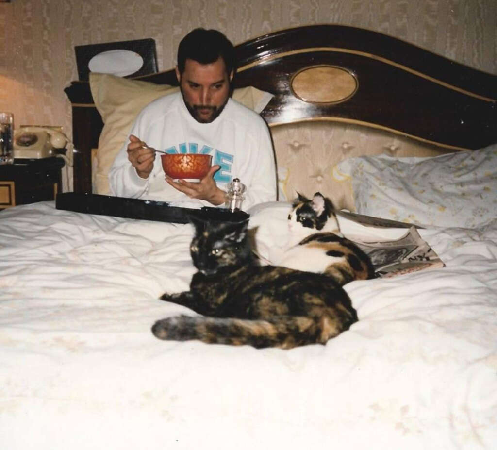 A person in a white sweatshirt is sitting on a bed, eating from a bowl with a spoon. Two cats, one black and one calico, are resting on the bedspread. The room has a patterned wallpaper and a wooden headboard.