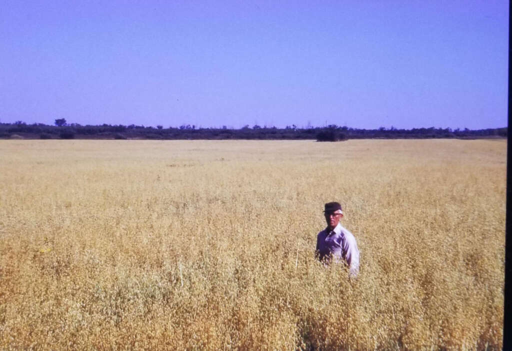 A person stands in a vast field of golden wheat under a clear blue sky, with a line of trees visible in the distant background.