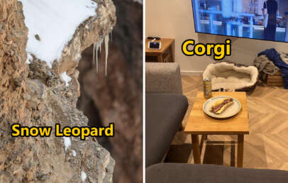 Left side shows a snow leopard camouflaged on a rocky cliff with snow patches. Right side features an empty pet bed labeled "Corgi" in a living room with a couch, a TV, and a small table with a sandwich and a can.