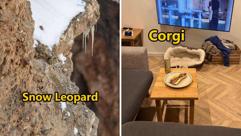 Left side shows a snow leopard camouflaged on a rocky cliff with snow patches. Right side features an empty pet bed labeled "Corgi" in a living room with a couch, a TV, and a small table with a sandwich and a can.