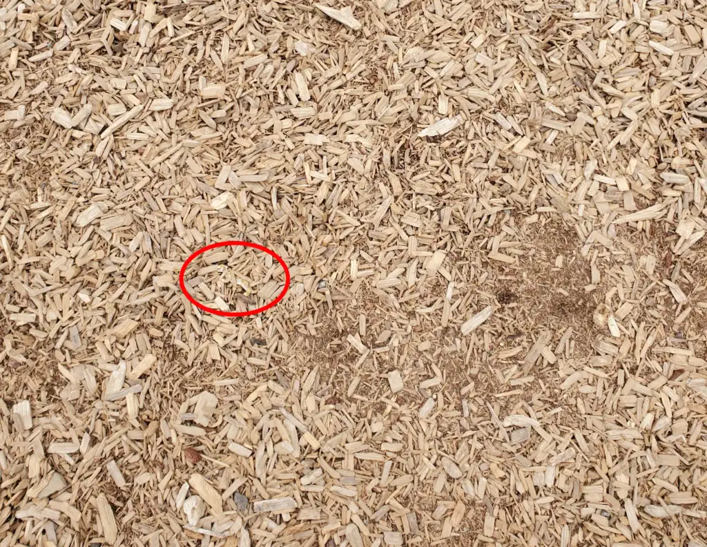 A ground covered in light brown wood chips with an object partially visible in the center, highlighted by a red circle. The chips have various sizes and irregular shapes, creating a natural texture.