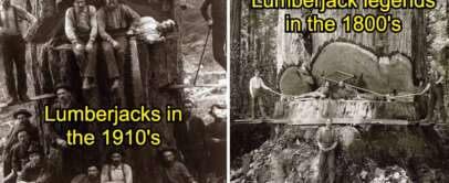 Left: A group of lumberjacks in the 1910s pose with a large saw in a forest. Right: Lumberjacks from the 1800s cut down a massive tree using a large saw and axes. Both scenes highlight historical logging practices.