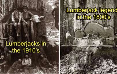 Left: A group of lumberjacks in the 1910s pose with a large saw in a forest. Right: Lumberjacks from the 1800s cut down a massive tree using a large saw and axes. Both scenes highlight historical logging practices.