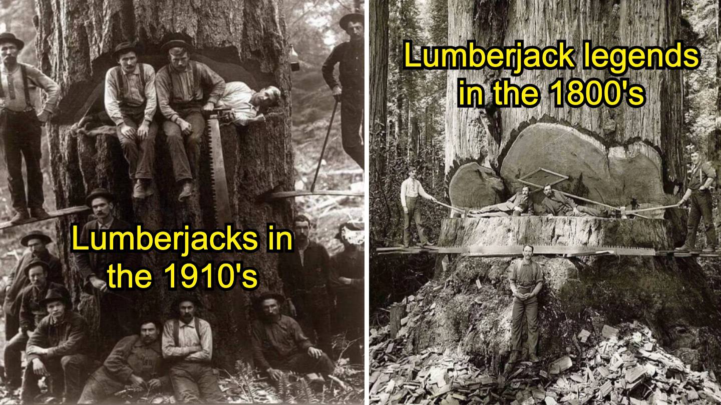 Left: A group of lumberjacks in the 1910s pose with a large saw in a forest. Right: Lumberjacks from the 1800s cut down a massive tree using a large saw and axes. Both scenes highlight historical logging practices.